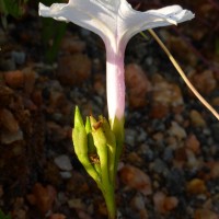 Ipomoea sagittifolia Burm.f.
